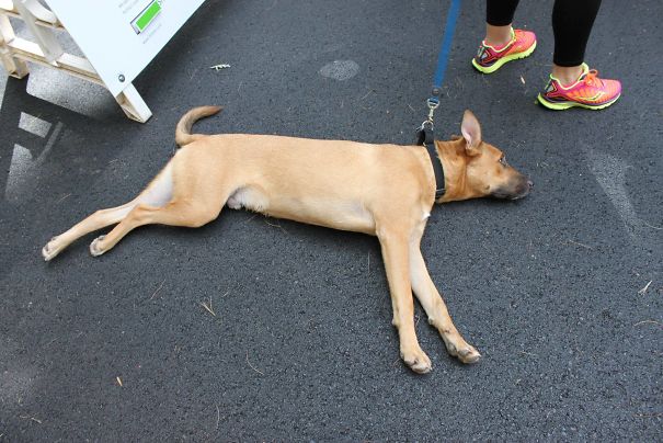 If I Stop Walking For More Than 10 Seconds, He Draws A Heavy Sigh And Flops Onto The Ground Like This. Then He Makes Me Literally Drag Him Around. Meet Whiskey, My Lazy Asshole Of A Dog