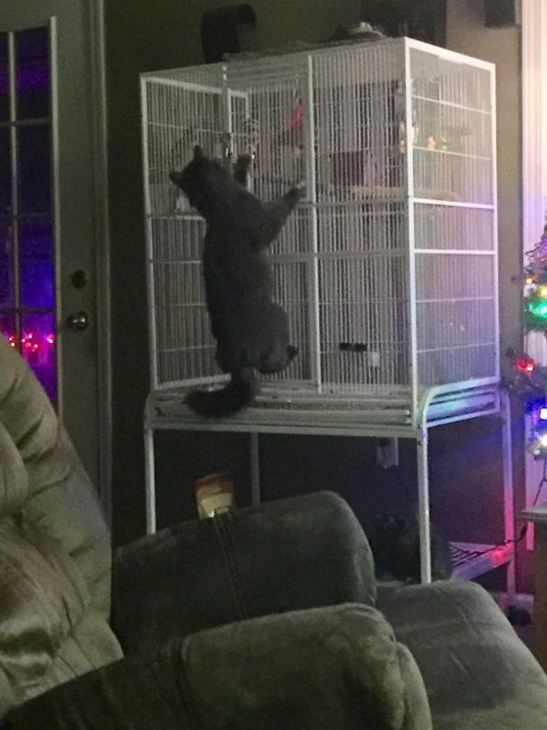 Was Woken Up By My Parrot Saying "Help Me Help Me" Which Is What He's Says When He Gets His Foot Tangled In His Toy, Wasn't Expecting This