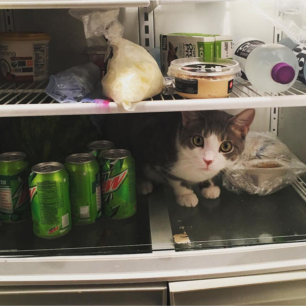 My Brother Can't Leave His Fridge Open For 2 Seconds Otherwise This Happens