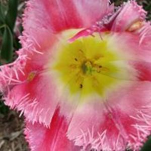 kittygoranson avatar