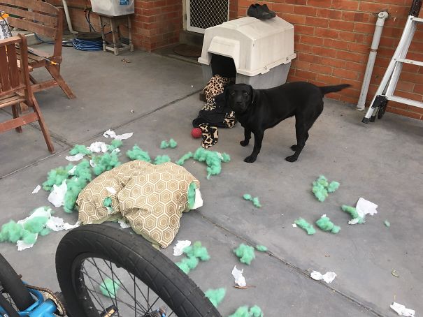 Brought Her A New Bed Less Then 1 Day Ago , Walked Outside To This