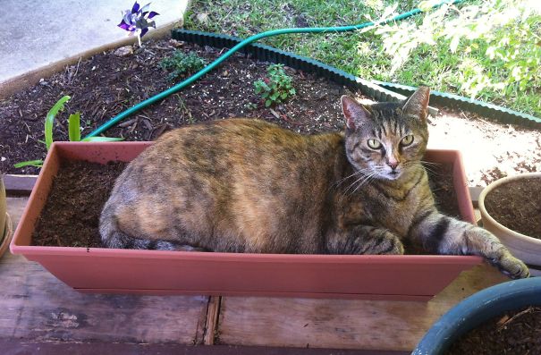 I Finally Learned Why Nothing Will Grow In This Pot