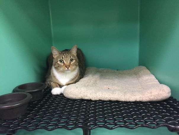 We Paid Extra So He Could Have The Bed While Staying At The Kennel