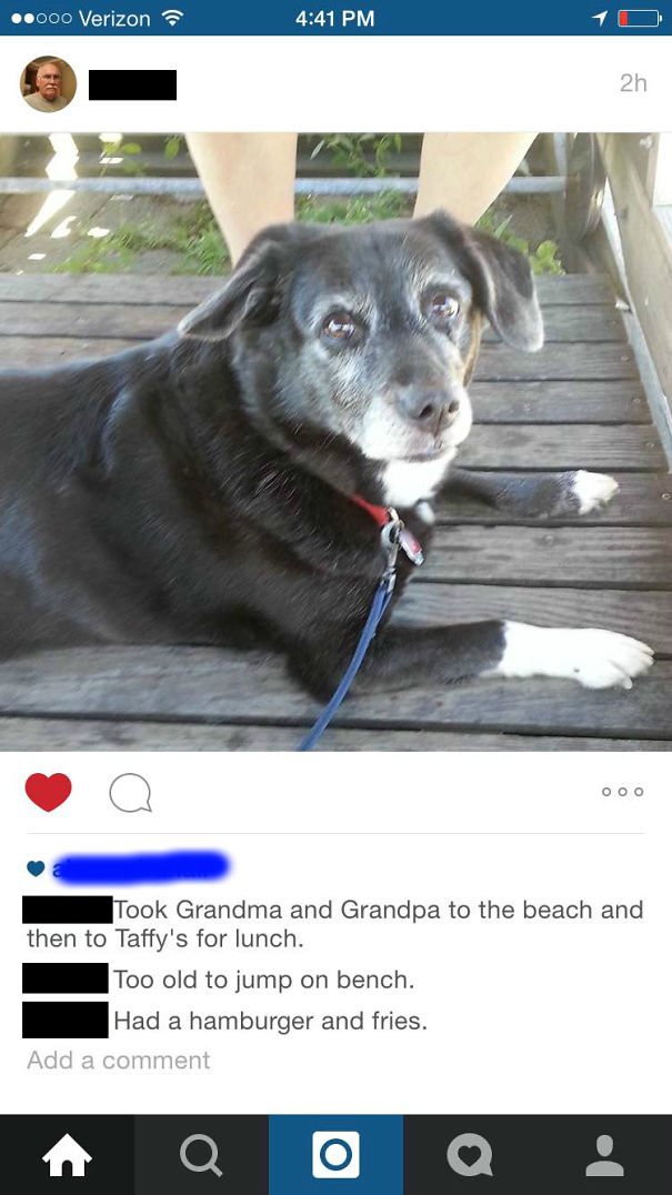My 65-Year-Old Uncle Recently Joined Instagram And Posted From His Dog's Perspective