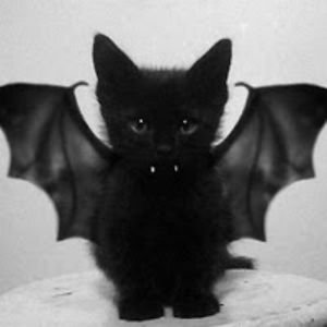 renegadekyttnn avatar