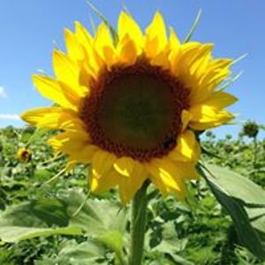 marianne_n_wood avatar