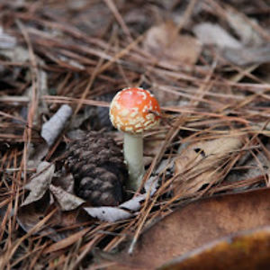 robertshackleferd avatar