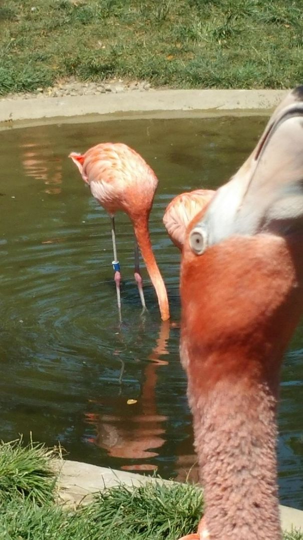 Tried To Take A Nice Photo At The Zoo