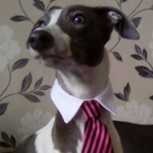 dippydocus_facepainting avatar