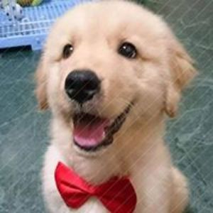 personal_alambusha_shukla avatar