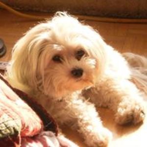 heidi_burghgraef avatar