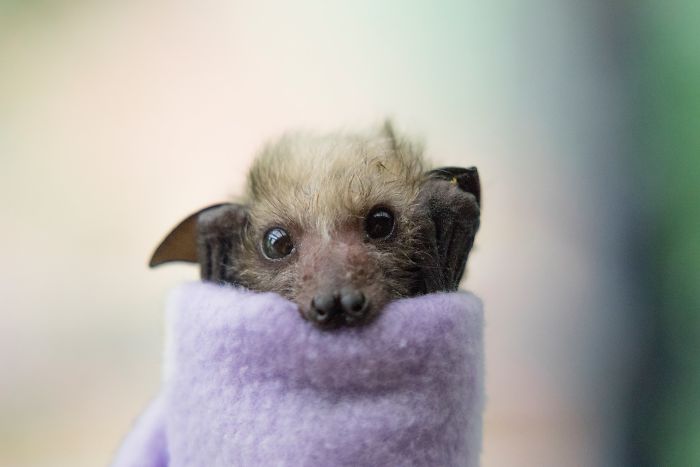 Bat Burrito
