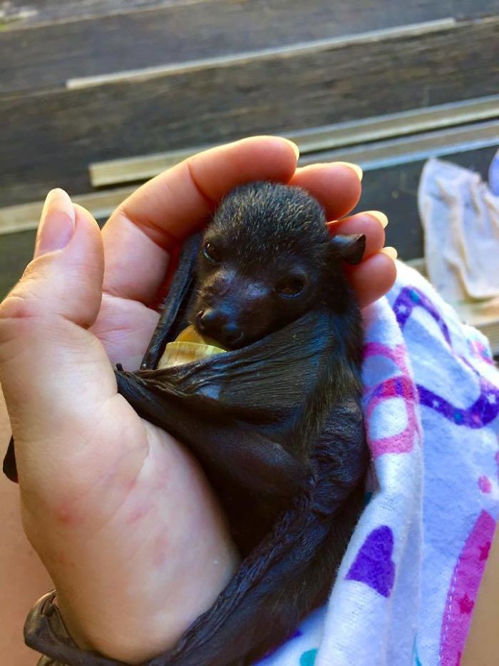 Cute Baby Bat