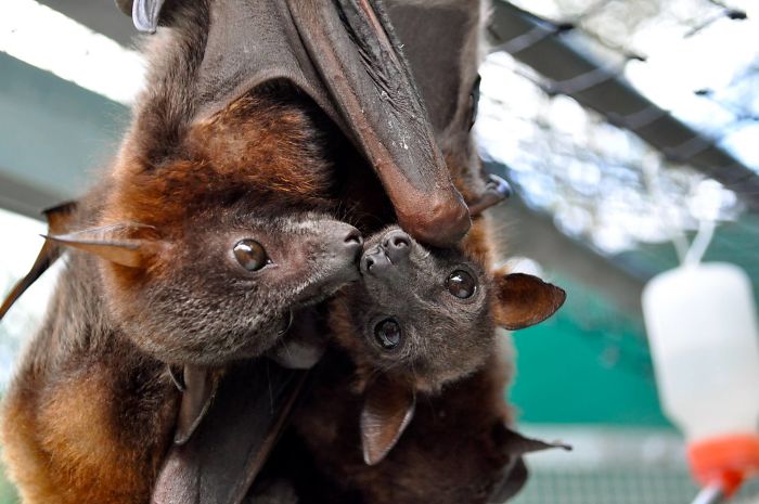 Snuggly Bats