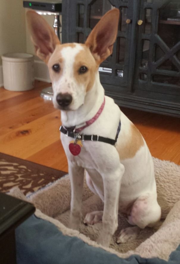 My Girlfriend Has Had Her Eyes On This Pound Pupper For A While, I Can't Wait To See The Surprise On Her Face When She Comes Home From Work