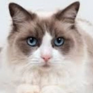 jameslee-guard avatar