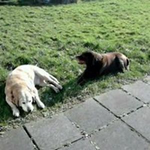 budgie_murray avatar