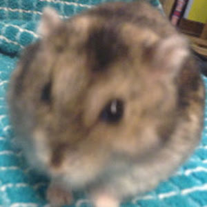 pinkfluffyhamster avatar