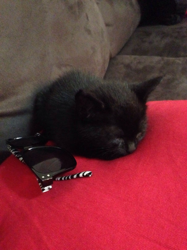 For As Long As I Can Remember, I Have Wanted A Kitten. Came Home From Work To Find This Little Guy In My Lounge Room. I Do Have The Best Boyfriend Ever