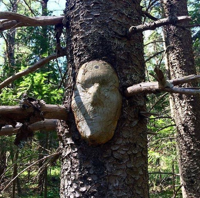 Face In A Tree