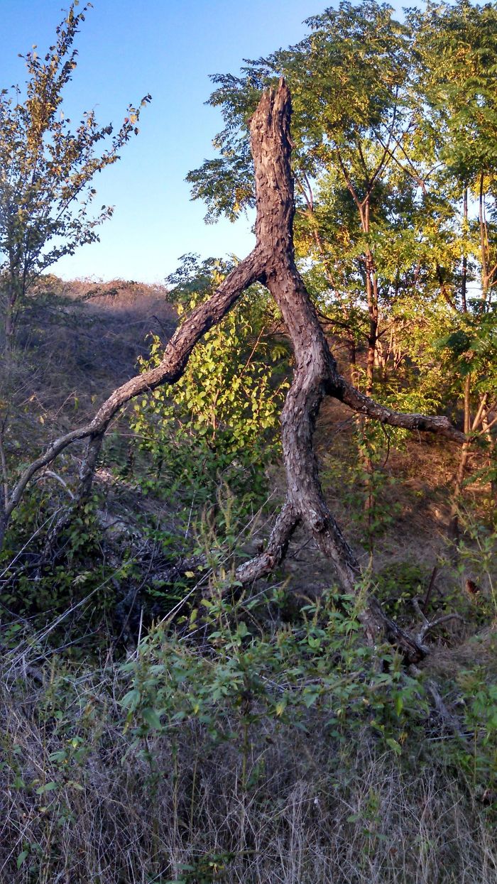 The Top Of A Tree Was Blown Off In A Storm. Now It Looks Like A Dude Out For A Stroll