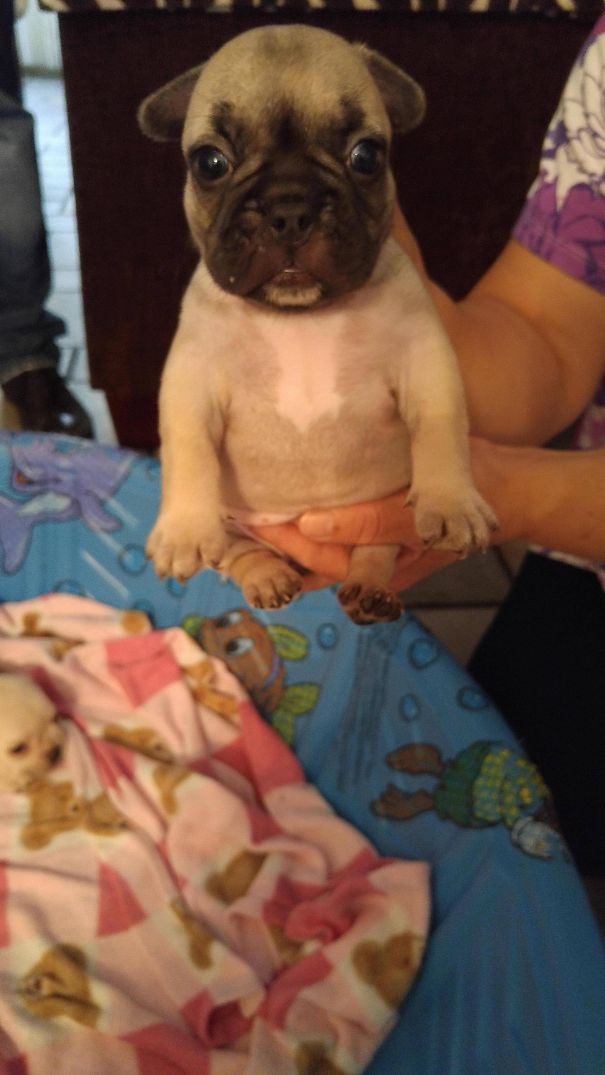 I'll Be Bringing This Cutie Home In 3 Weeks To Surprise Girlfriend