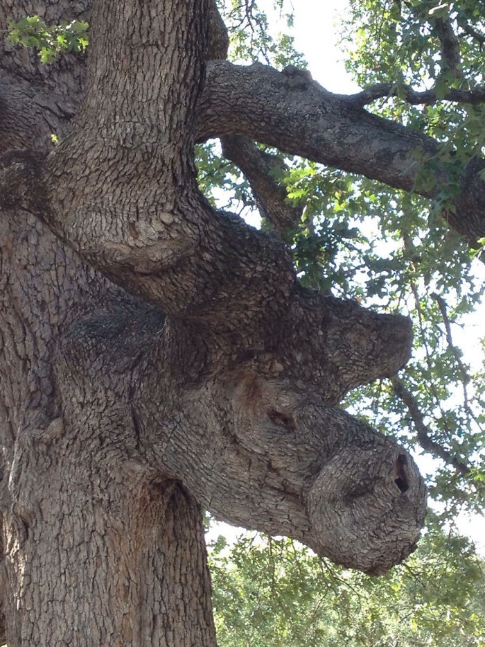 This Tree Looks Like A Moose