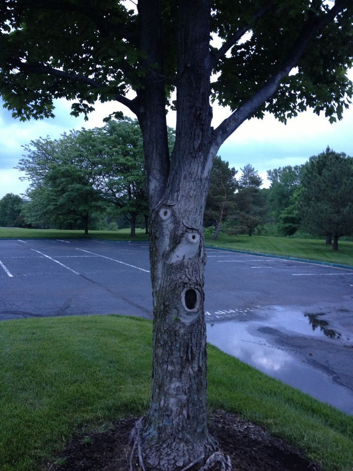 This Tree Looked Surprised When We Approached It