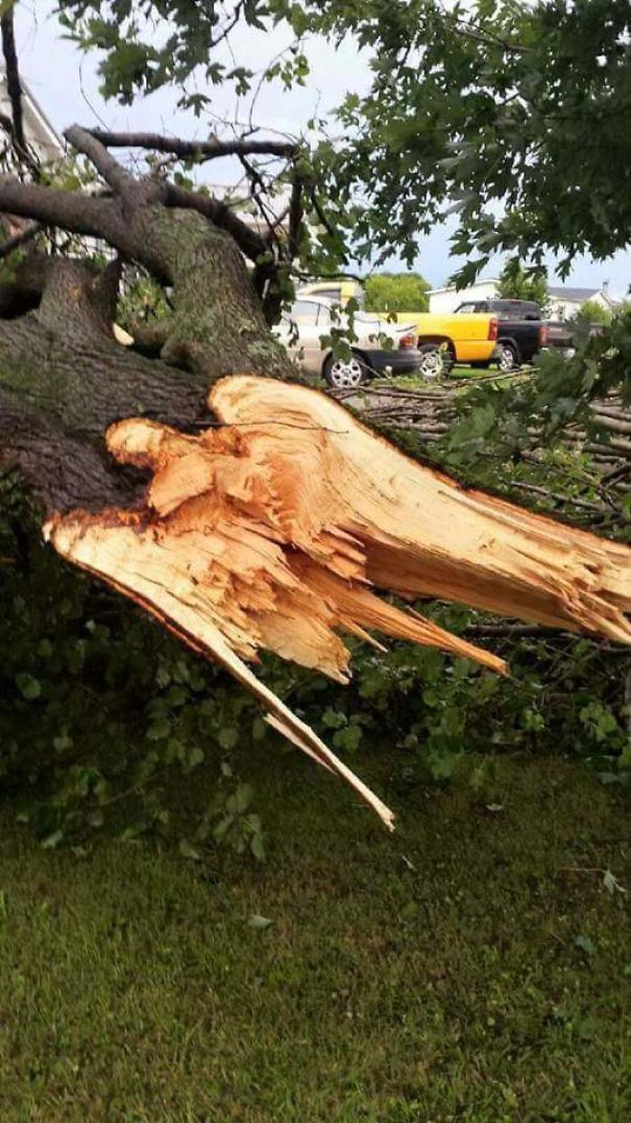 This Angel Is On The Wrong End Of The Tree!