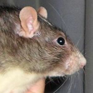 chubbyrat avatar