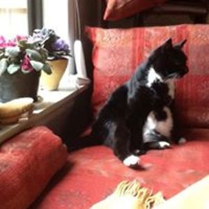 sonjasundqvist avatar