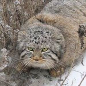 irina_aderikha avatar