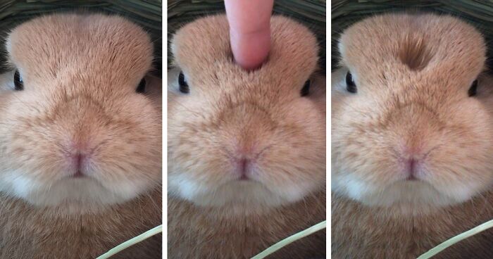 105 Of The Cutest Bunnies Ever