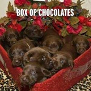 janblivingston avatar