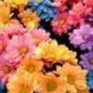 andreajuniaandre avatar