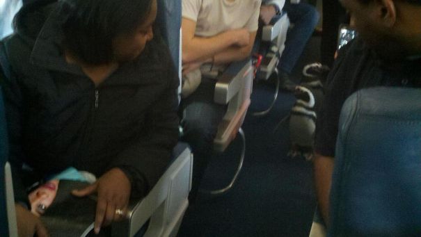 Penguins On A Plane To Ny