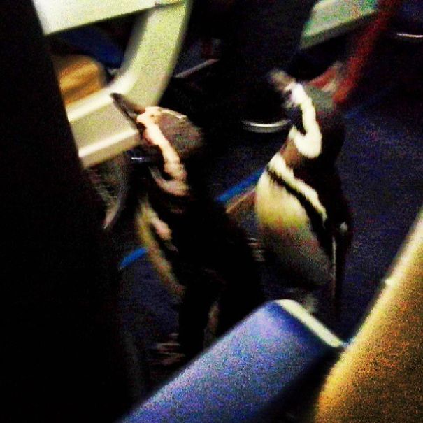 There Are Penguins On This Plane
