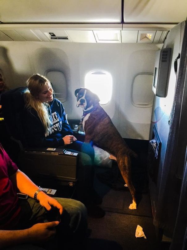 The Cutest Passenger On The Plane