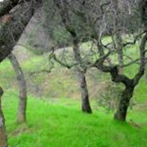 dolphines_gonzales avatar