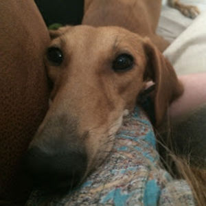 sighthoundsaver avatar