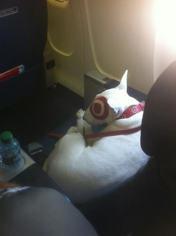 This Pup Was On My Dad's Flight This Morning To Colorado, Flying First Class