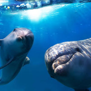 isabellamartins avatar