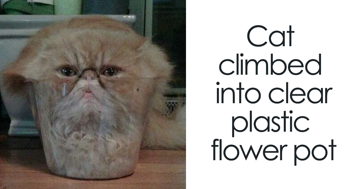 50 Times Cats Said If It Fits