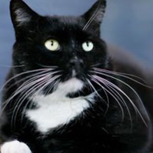 stevenamcroston avatar