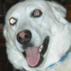 starnerjustin avatar