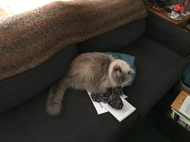 Has The Whole Couch And Has To Lay On My Knitting!