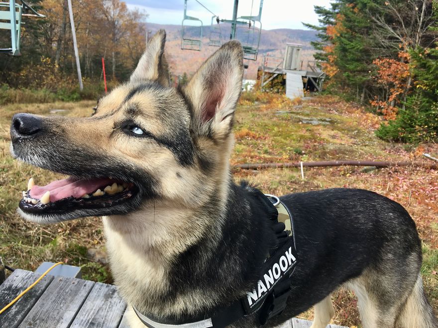 The Bestest Boy. Nanook, 10 Years Old. Got Him At Aprox 5 Months.