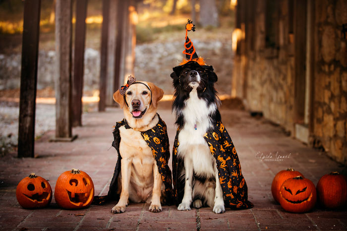 I Photograph My Dogs And Their Friends In Halloween Mood!
