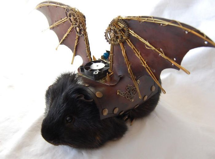 20+ Cute Pets Ready For Halloween