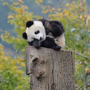 chesterjohnmaroque avatar